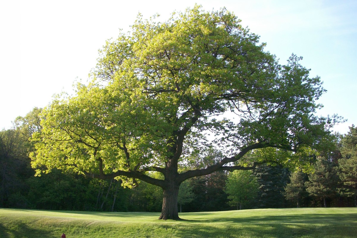 Oaks of Righteousness