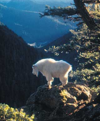 The Wilderness of&nbsp;Grief