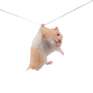 Hamster hangs on a rope