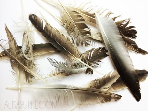 feathers