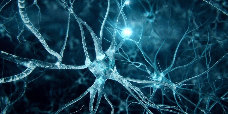 neurons