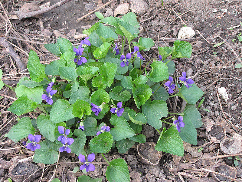 violets-in-wood-not-mine