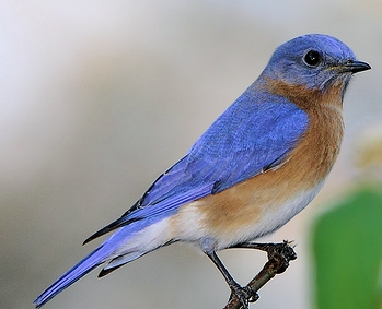 bluebird