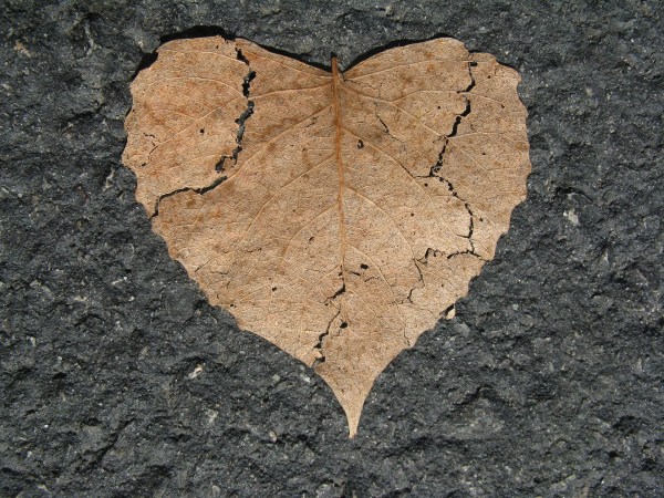 leaf heart