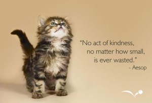 no act of kindness kitten