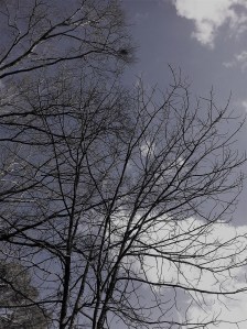 bare winter branches
