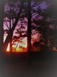 winter sunrise pines and zeke filter