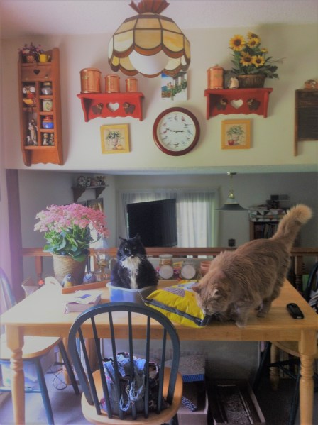 roosevelt in box on table spring 2017 zoom out