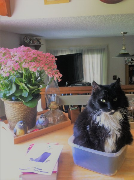 roosevelt in box on table spring 2017