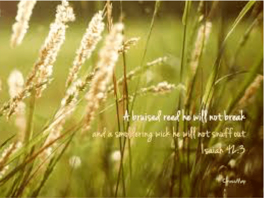 bruised reed