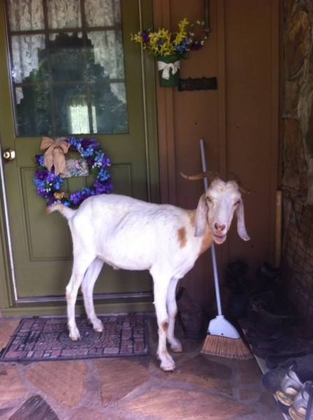 barnabus on front port