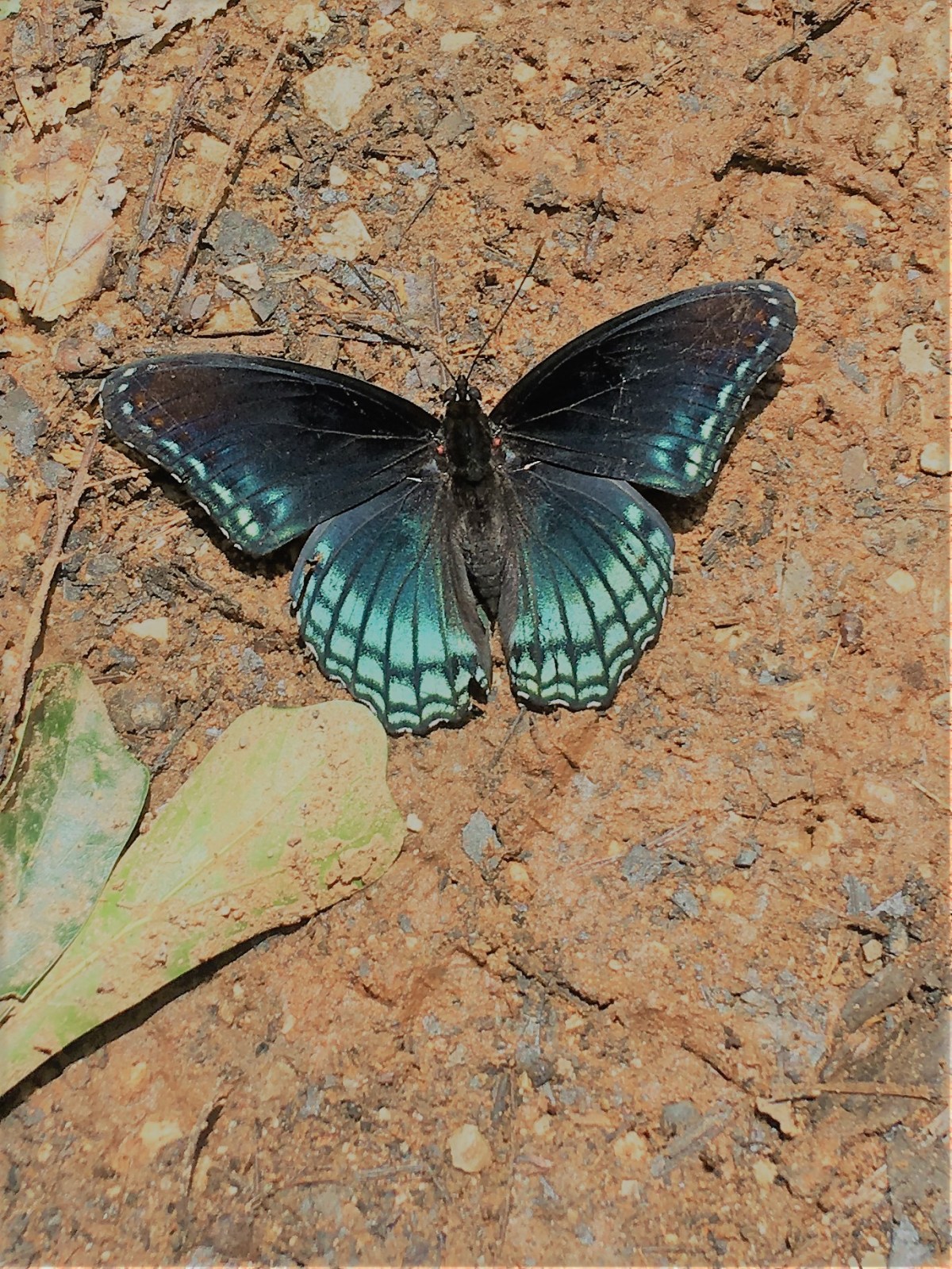 Repost:  Goodness of&nbsp;God