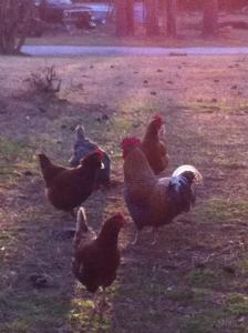 chickens morning light