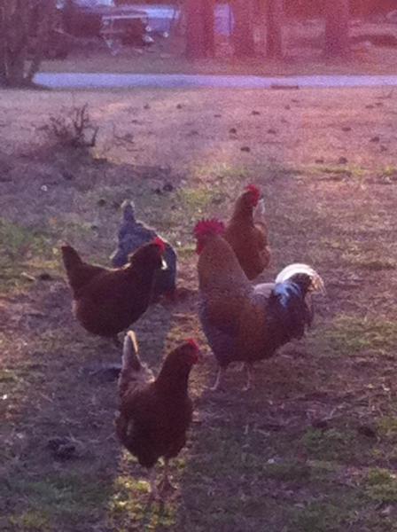 chickens morning light