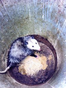 possum