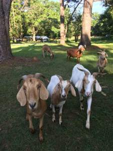 welcome home goats