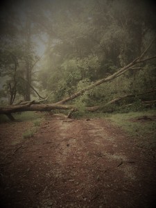 tree on driveway edited