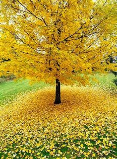 yellow ginkgo tree