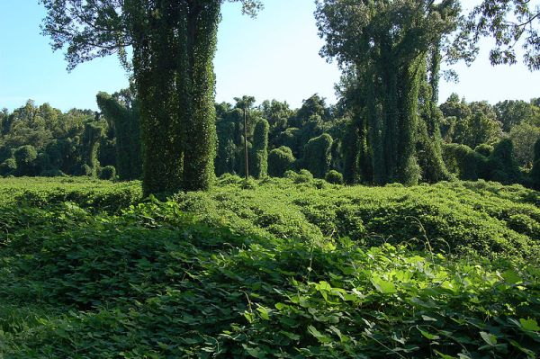 kudzu field huff post