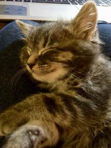 tilly on my knees and computer june 19