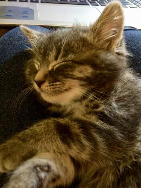 tilly on my knees and computer june 19