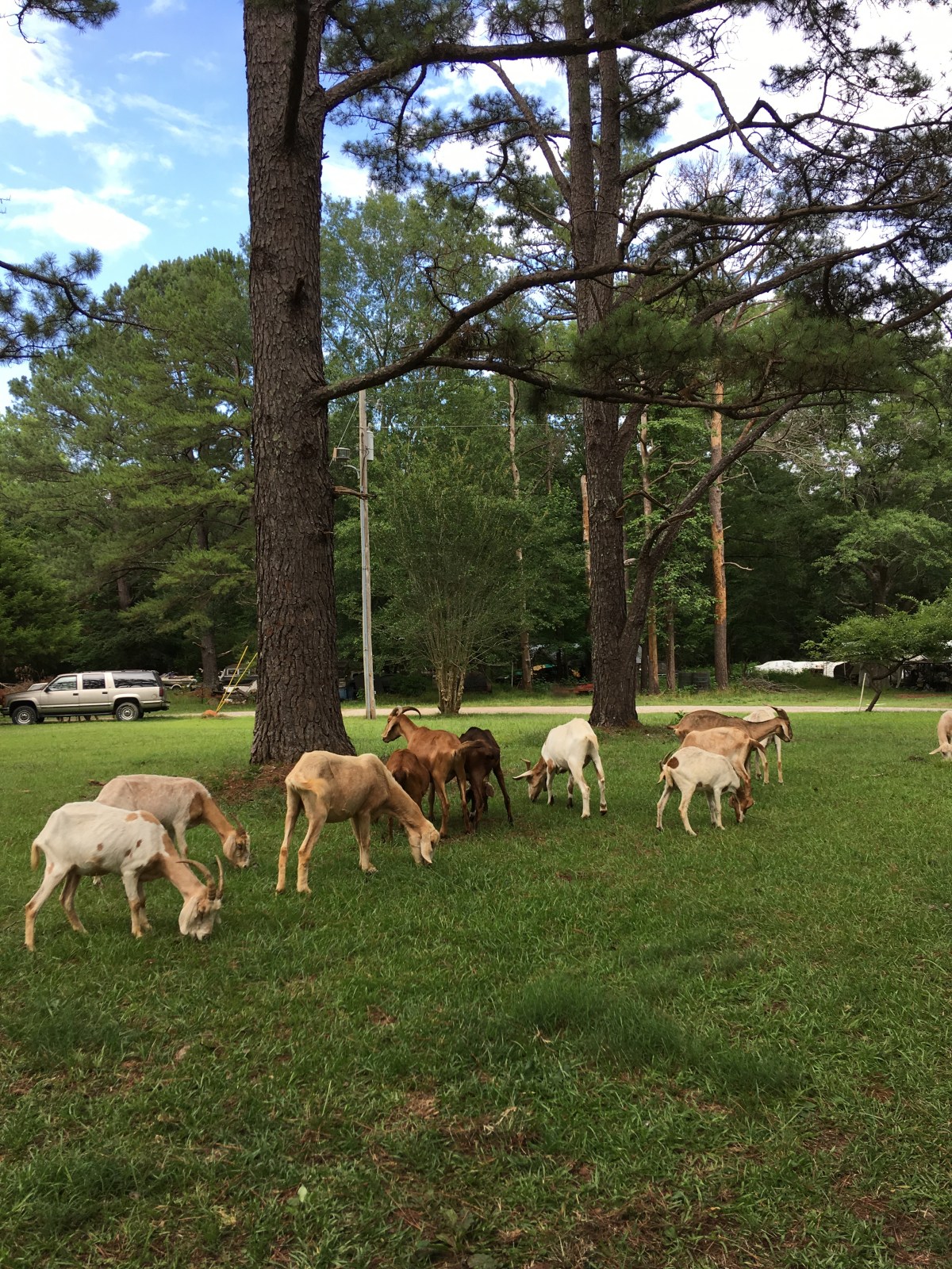 Battling Anxiety/Seeking Peace: Thankful For My&nbsp;Shepherd