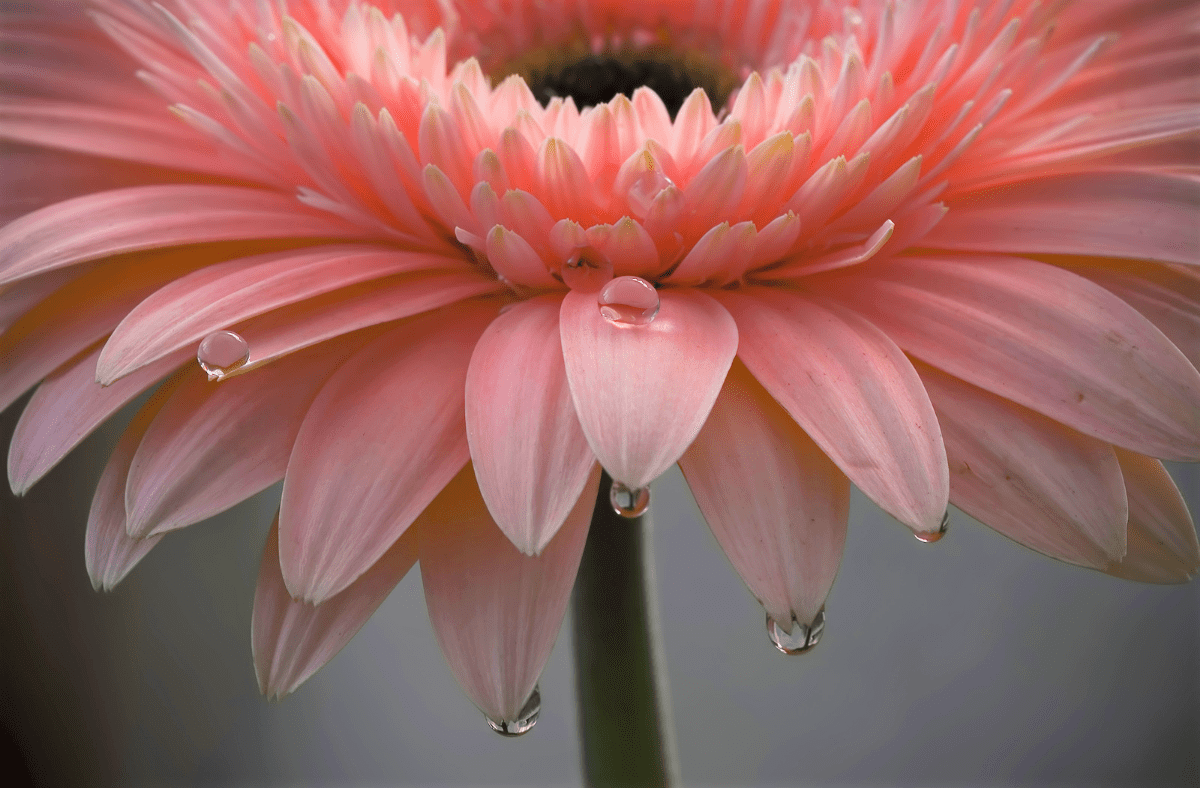 Allowing Lament to Do Its&nbsp;Work